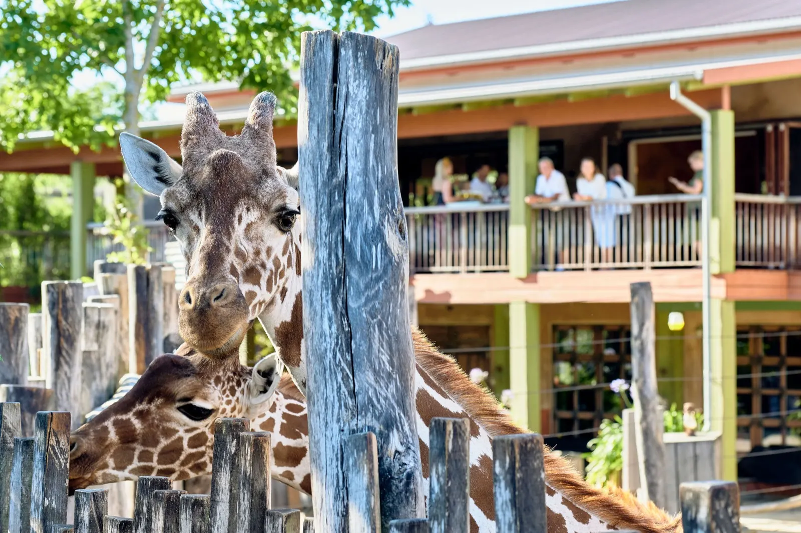 Odense ZOO, foto 4